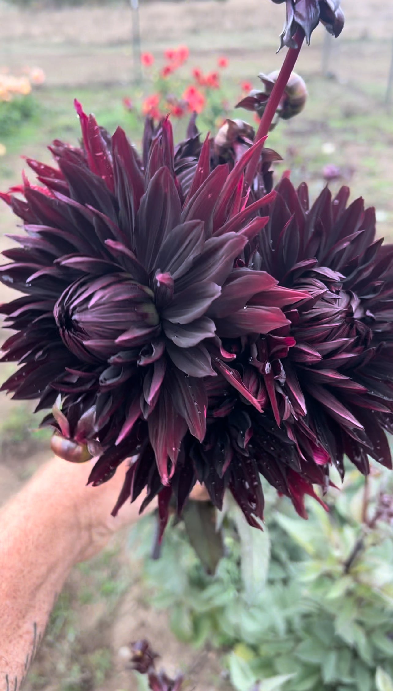 Black Jack