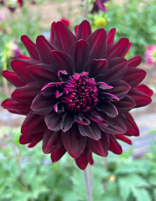 Hollyhill Black Beauty