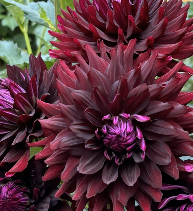 Hollyhill Black Beauty
