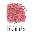Whidbey Island Dahlias