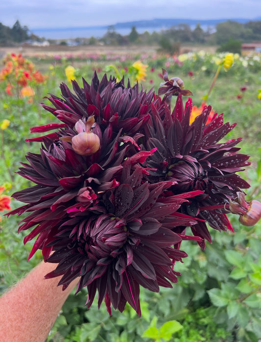 Black Jack