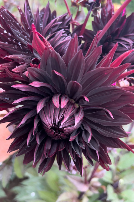 Black Jack