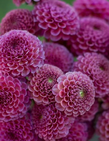 Dahlia Raspberry Puff 2025 Dahlia Tuber Sale – Page 2 – Whidbey Island Dahlias